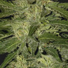 Auto White Widow AUSVERKAUF
