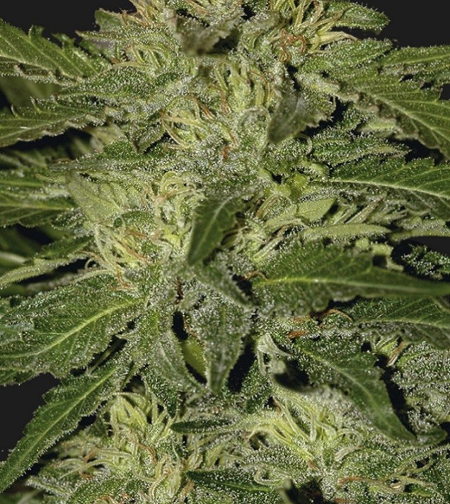 Auto White Widow AUSVERKAUF
