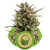 Amnesia Haze Automatic AUSVERKAUF