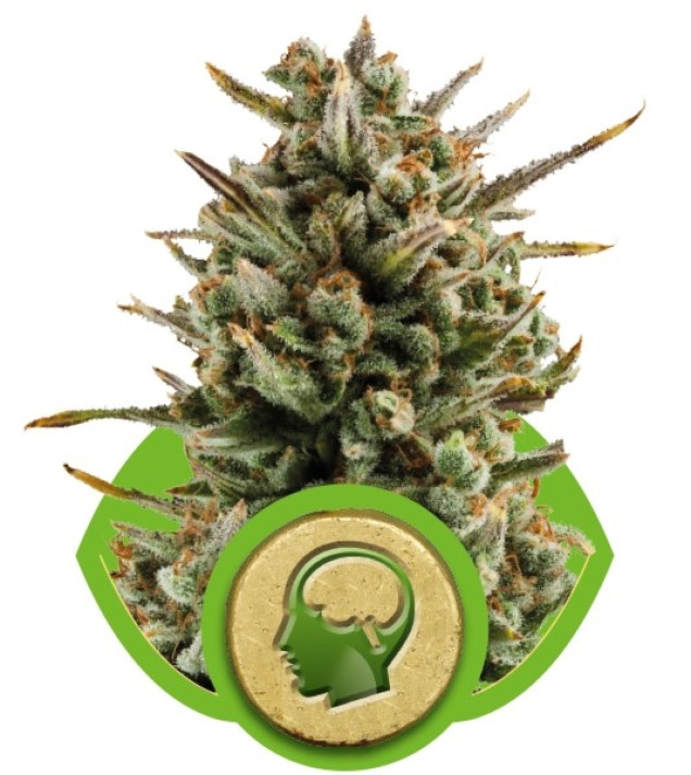 Amnesia Haze Automatic AUSVERKAUF