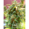 Amnesia Haze Automatic AUSVERKAUF