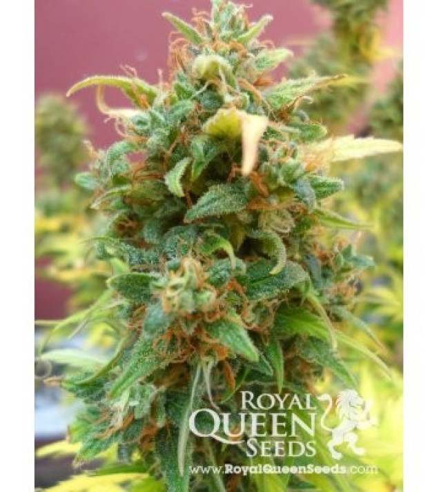 Amnesia Haze Automatic AUSVERKAUF