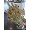 Amnesia Haze Automatic AUSVERKAUF