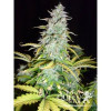 Amnesia Haze Automatic AUSVERKAUF