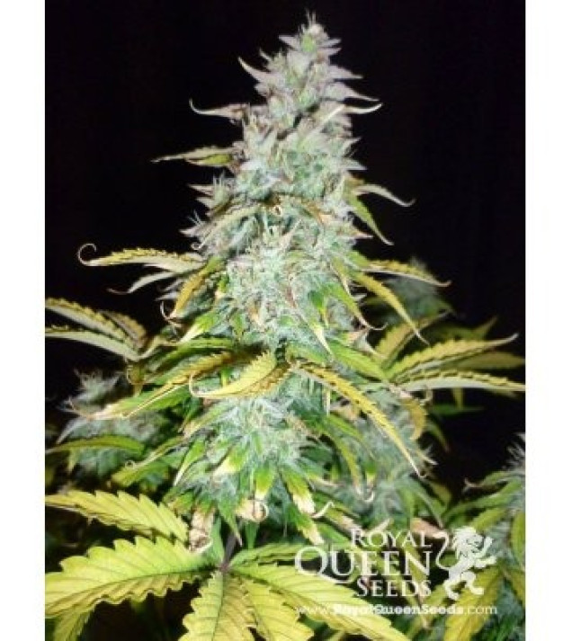 Amnesia Haze Automatic AUSVERKAUF