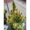 Amnesia Haze Automatic AUSVERKAUF