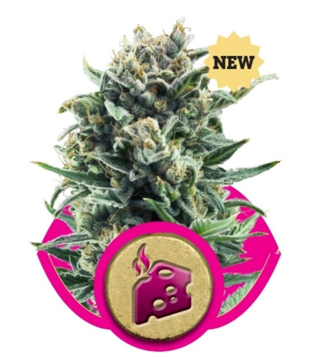 Blue Cheese AUSVERKAUF