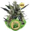 Blue Cheese Automatic AUSVERKAUF