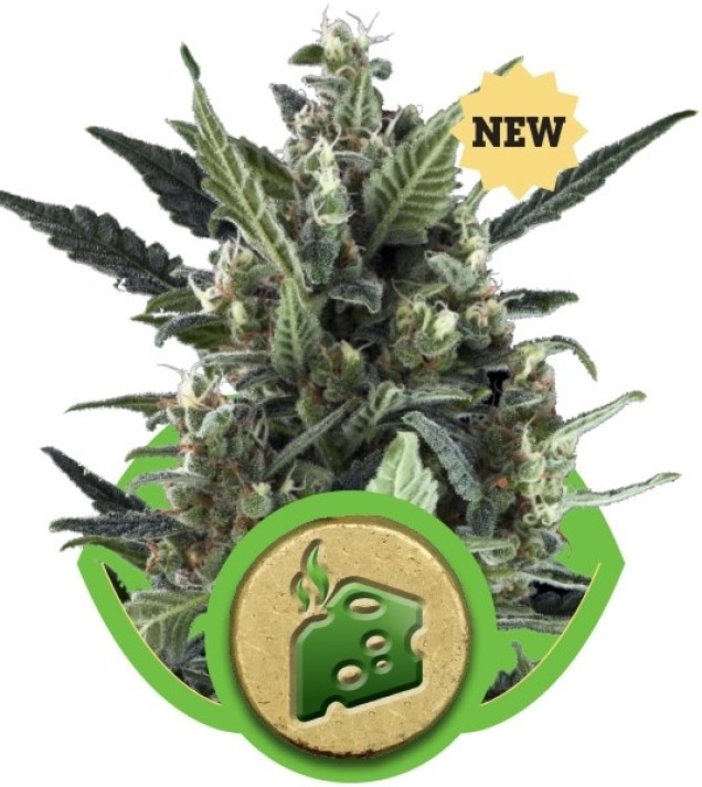 Blue Cheese Automatic AUSVERKAUF