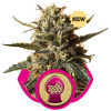 BubbleGum XL AUSVERKAUF