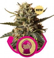 BubbleGum XL AUSVERKAUF