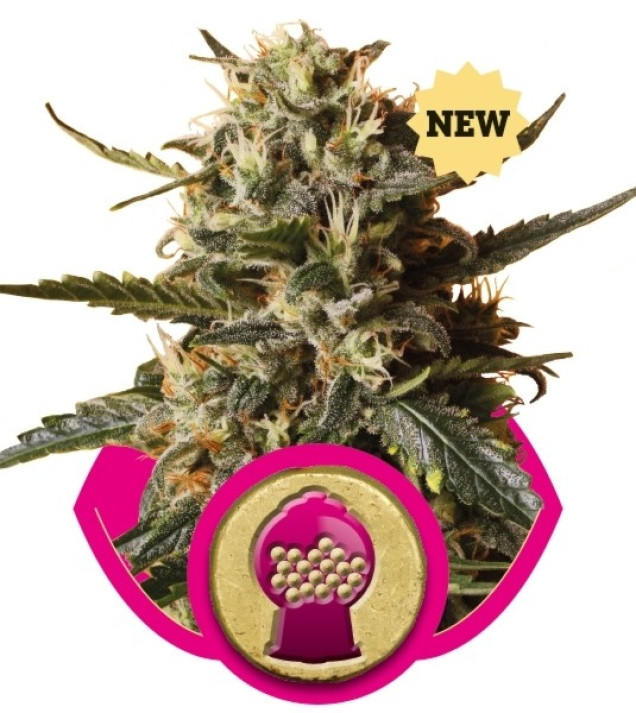 BubbleGum XL AUSVERKAUF