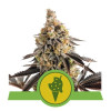 Cookies Gelato Auto AUSVERKAUF