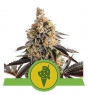 Cookies Gelato Auto AUSVERKAUF