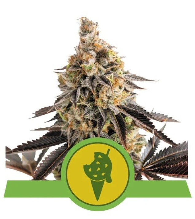 Cookies Gelato Auto AUSVERKAUF