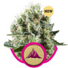 Critical Kush AUSVERKAUF