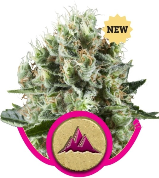 Critical Kush AUSVERKAUF