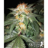 Critical Kush AUSVERKAUF
