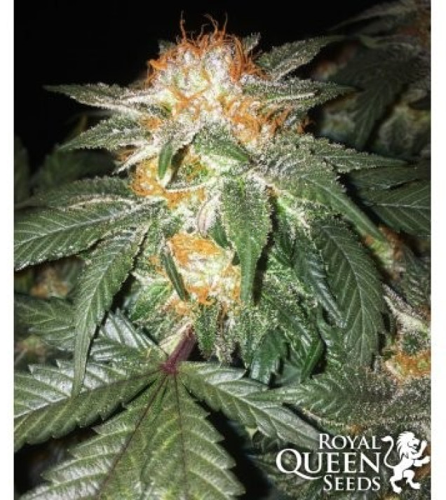 Critical Kush AUSVERKAUF