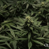 Critical Kush AUSVERKAUF