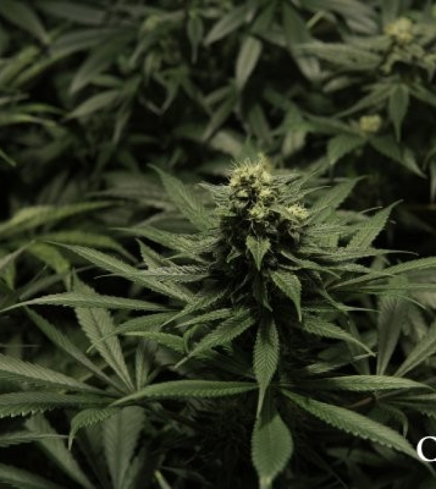 Critical Kush AUSVERKAUF