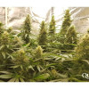 Critical Kush AUSVERKAUF