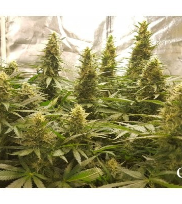 Critical Kush AUSVERKAUF