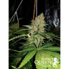 Critical Kush AUSVERKAUF