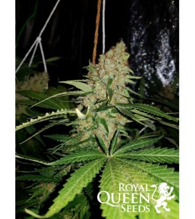 Critical Kush AUSVERKAUF