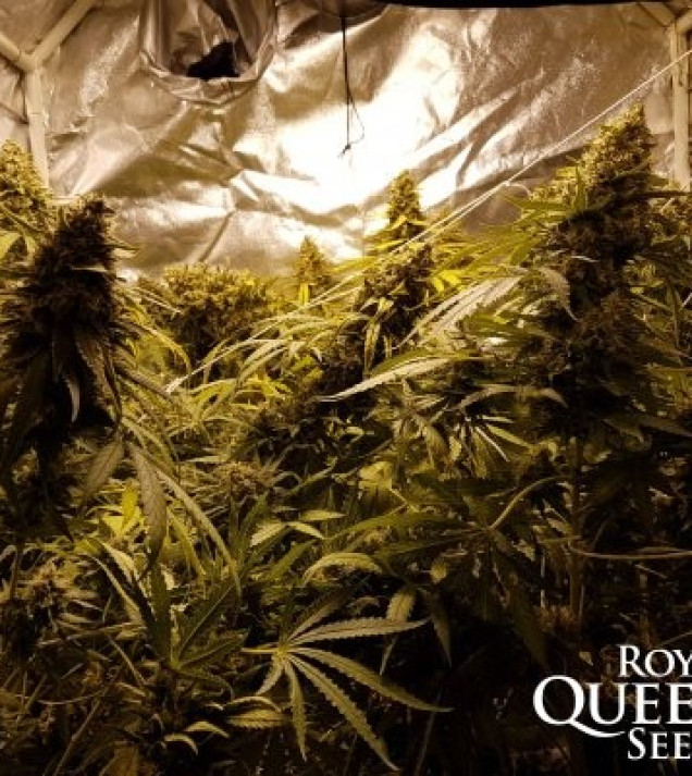 Critical Kush AUSVERKAUF