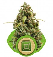 Diesel Automatic AUSVERKAUF