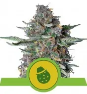 Do-Si-Dos Automatic AUSVERKAUF