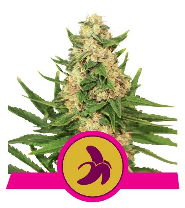 Fat Banana AUSVERKAUF