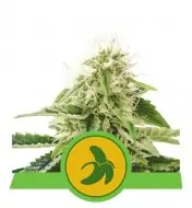 Fat Banana Automatic AUSVERKAUF