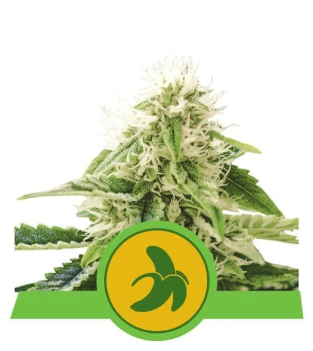 Fat Banana Automatic AUSVERKAUF