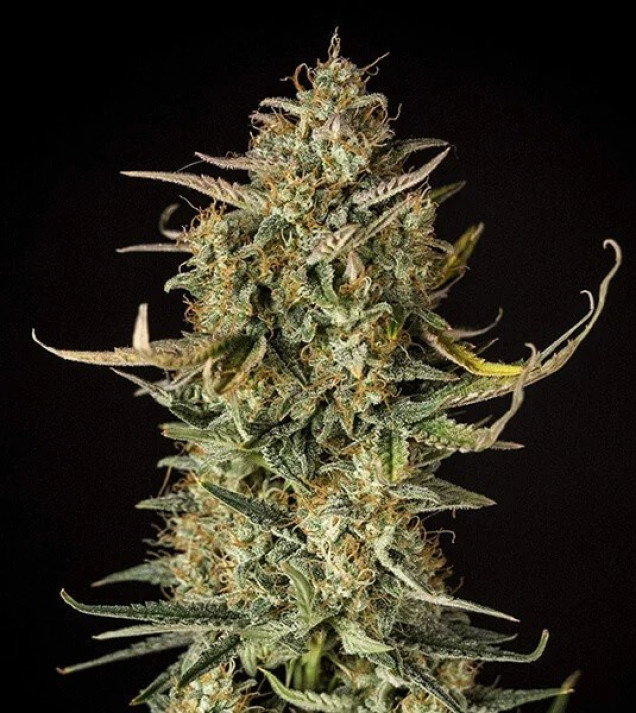 Fat Banana Automatic AUSVERKAUF