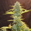 Fat Banana Automatic AUSVERKAUF