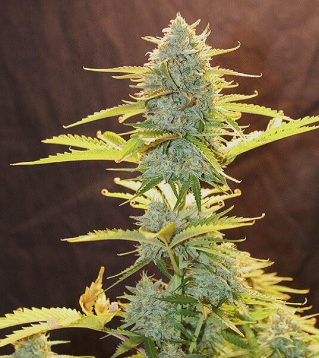 Fat Banana Automatic AUSVERKAUF