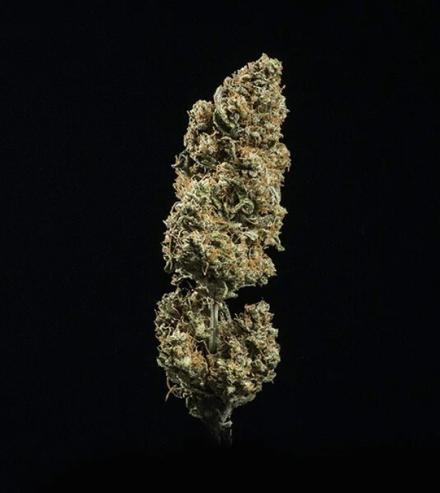 Fat Banana Automatic AUSVERKAUF