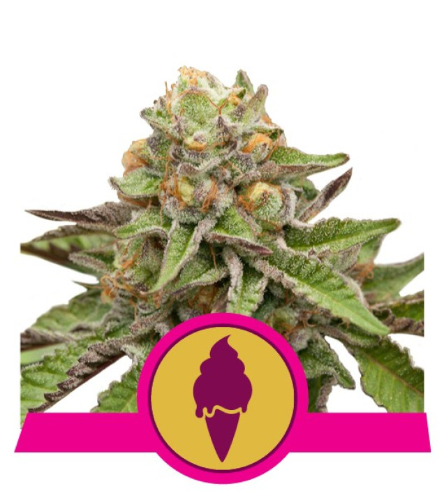 Green Gelato AUSVERKAUF
