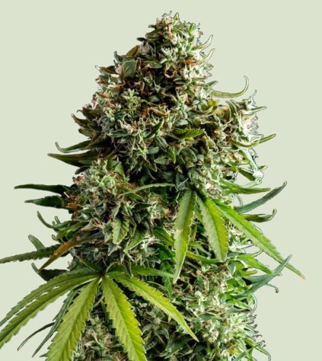 NYC Sour D Auto
