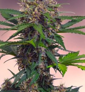 Auto Black Mazar XL AUSVERKAUF