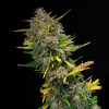 Outdoor Blue Shaman AUSVERKAUF