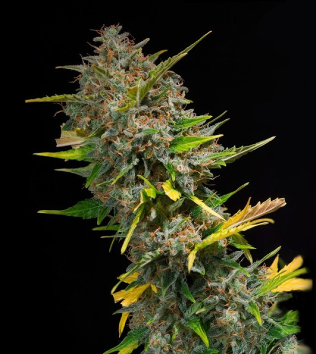Outdoor Blue Shaman AUSVERKAUF
