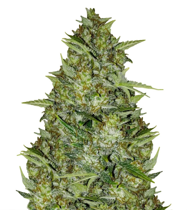 AK 44 Auto AUSVERKAUF