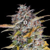 Auto Caramel OG AUSVERKAUF