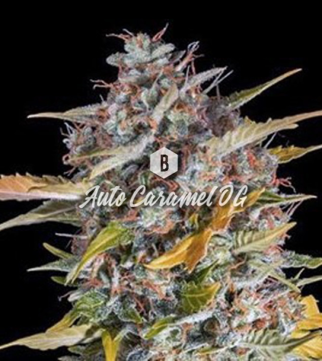 Auto Caramel OG AUSVERKAUF