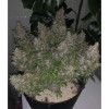 Auto Caramel OG AUSVERKAUF