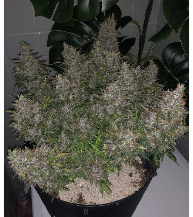 Auto Caramel OG AUSVERKAUF