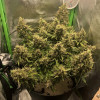 Auto Caramel OG AUSVERKAUF